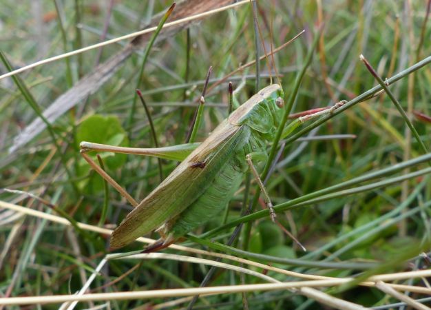 Decticelle bicolore 