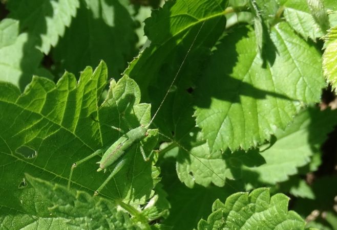 Phaneroptera indéterminé (Phanéroptère)  - Bernard Regisser