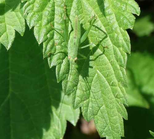 Phaneroptera indéterminé (Phanéroptère)  - Bernard Regisser