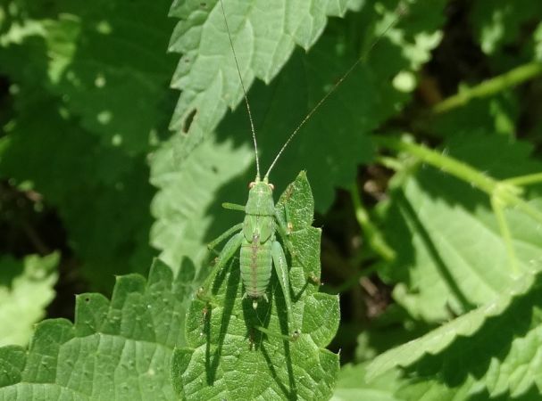 Phaneroptera indéterminé (Phanéroptère)  - Bernard Regisser