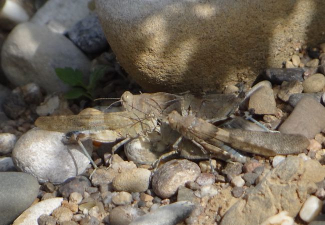 Oedipode aigue-marine  - Bufo Fizesan (Bufo)