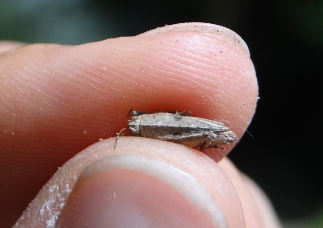 Long-horned Groundhopper  - Bufo Fizesan (Bufo)