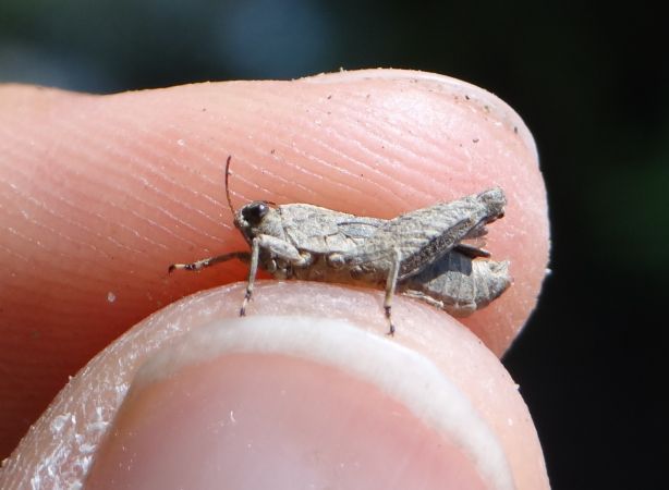 Tétrix longicorne  - Bufo Fizesan (Bufo)