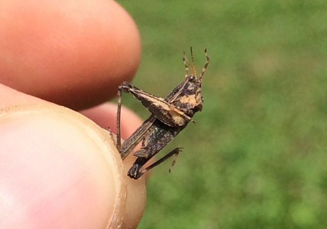 Tétrix riverain  - Bufo Fizesan (Bufo)