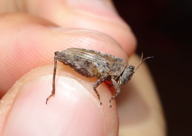 Common Ground-hopper  - Bufo Fizesan (Bufo)