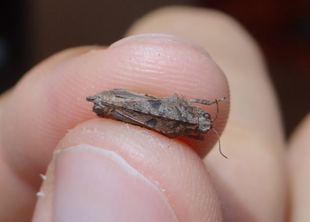 Tétrix commun  - Bufo Fizesan (Bufo)