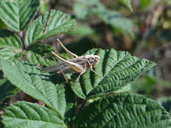 Decticelle carroyée  - Bufo Fizesan (Bufo)