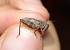 Common Ground-hopper  - Bufo Fizesan (Bufo)