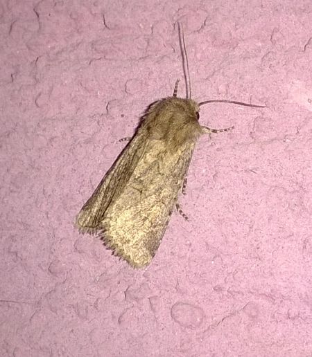 Luperina testacea  - Thomas Lux