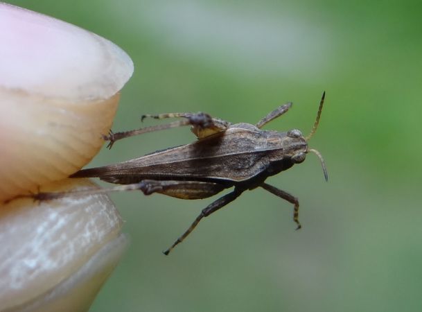 Tétrix riverain  - Bufo Fizesan (Bufo)