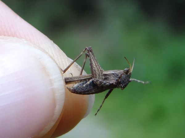 Tétrix riverain  - Bufo Fizesan (Bufo)