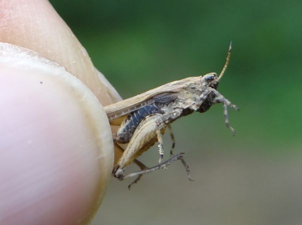 Tétrix riverain  - Bufo Fizesan (Bufo)