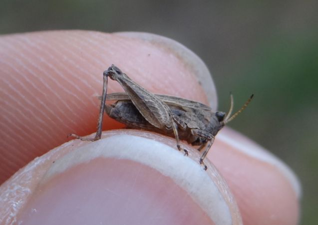 Tétrix commun  - Bufo Fizesan (Bufo)