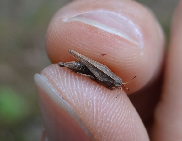 Common Ground-hopper  - Bufo Fizesan (Bufo)