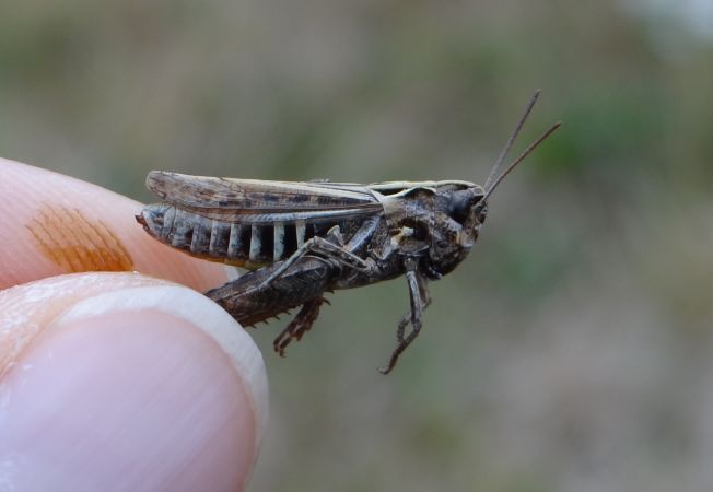 Criquet rouge-queue  - Bufo Fizesan (Bufo)