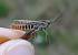 Criquet rouge-queue  - Bufo Fizesan (Bufo)