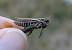 Criquet rouge-queue  - Bufo Fizesan (Bufo)