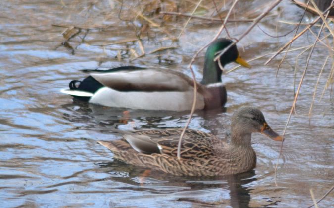 Canard colvert  - Stéphane Goubert