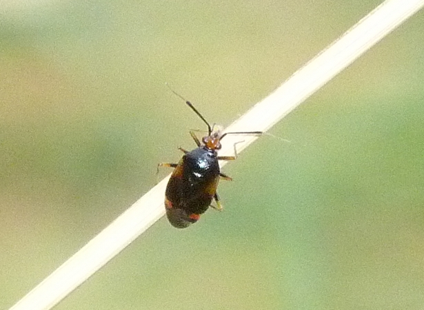 Deraeocoris ruber  - Rémy Gentner