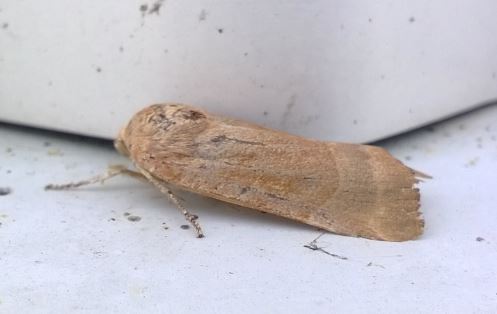 Noctua fimbriata  - Thomas Lux