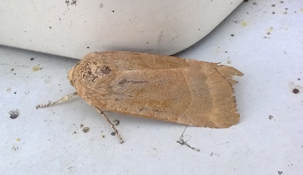 Noctua fimbriata  - Thomas Lux