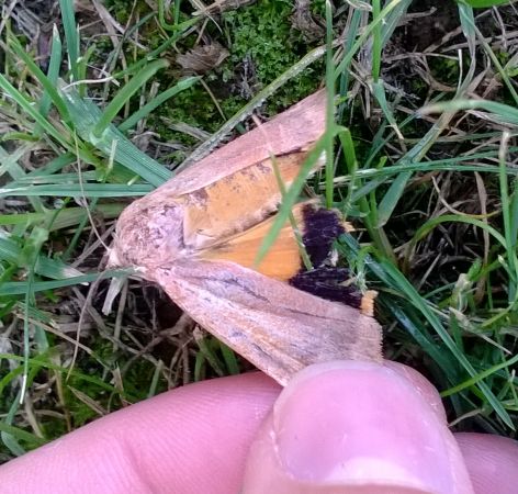 Noctua fimbriata  - Thomas Lux