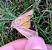 Noctua fimbriata  - Thomas Lux