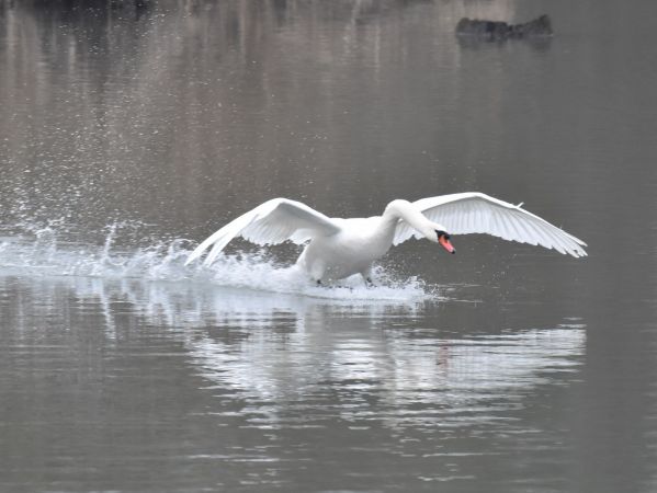 Cygne tuberculé  - Jean-Marie Frenoux