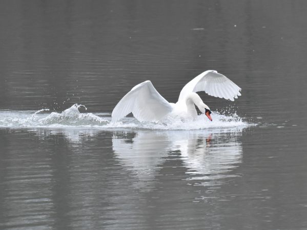 Cygne tuberculé  - Jean-Marie Frenoux