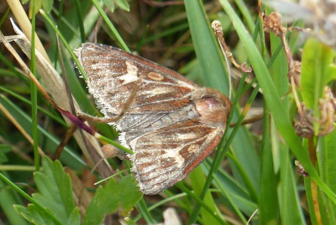 Cerapteryx graminis 