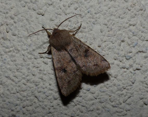 Orthosia incerta 