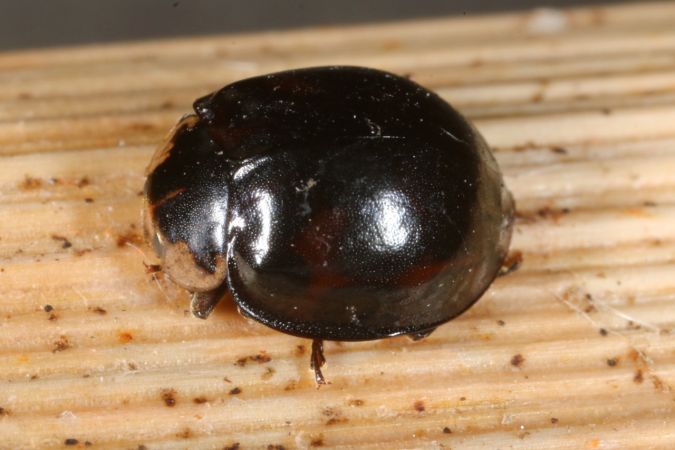 Harmonia axyridis - Michel et Paule Ehrhardt