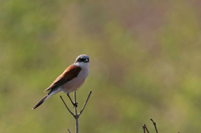 Pie-grièche écorcheur  - Marc Solari