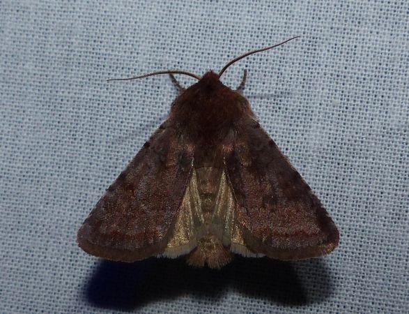 Orthosia incerta 