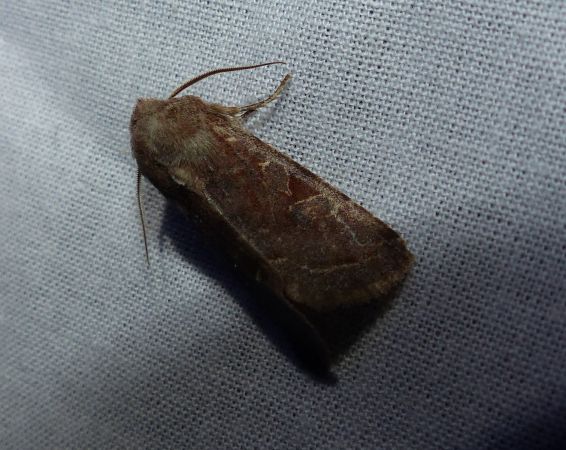 Orthosia incerta 
