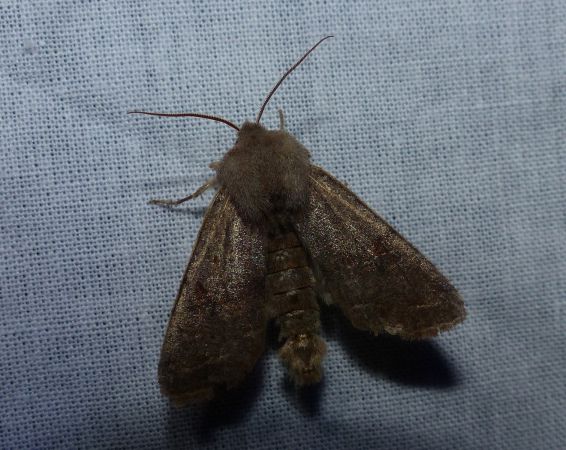 Orthosia incerta 