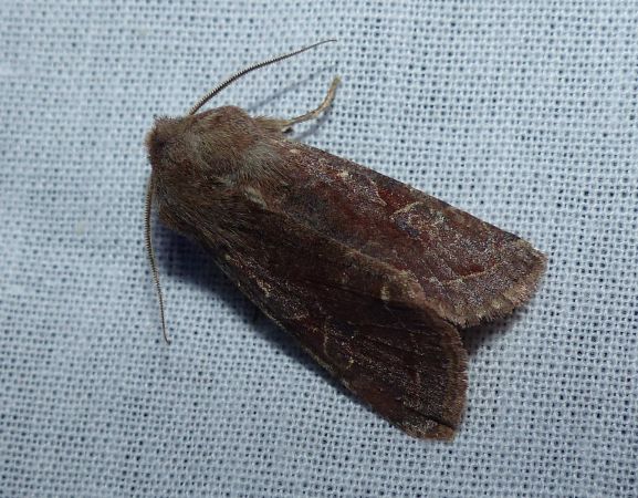 Orthosia incerta 