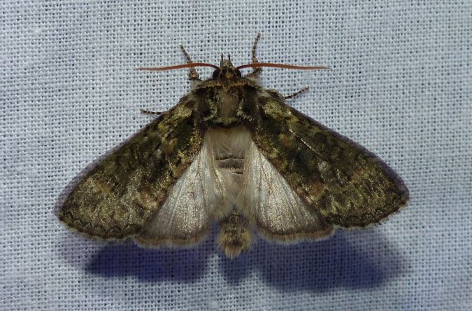 Polyploca ridens 