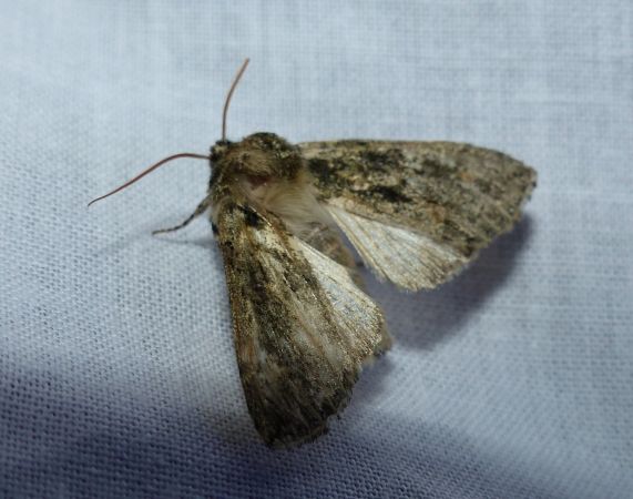 Polyploca ridens 