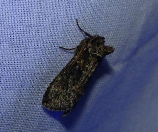 Polyploca ridens 