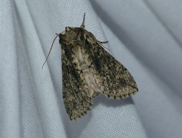 Polyploca ridens 
