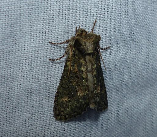 Polyploca ridens 