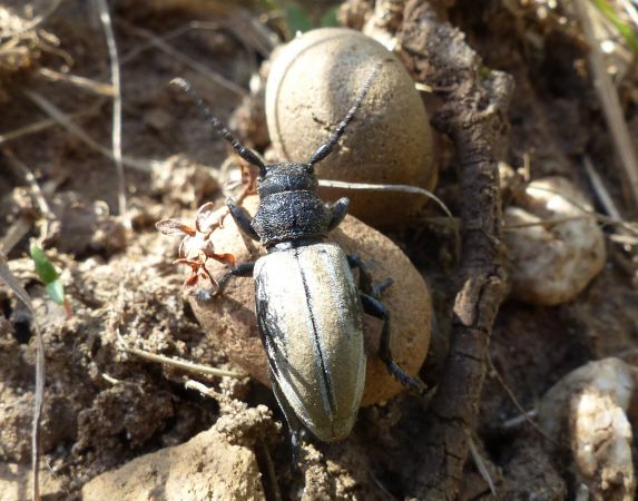 Iberodorcadion fuliginator 
