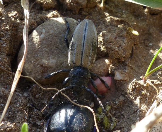 Iberodorcadion fuliginator 