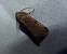 Orthosia incerta 