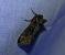 Polyploca ridens 
