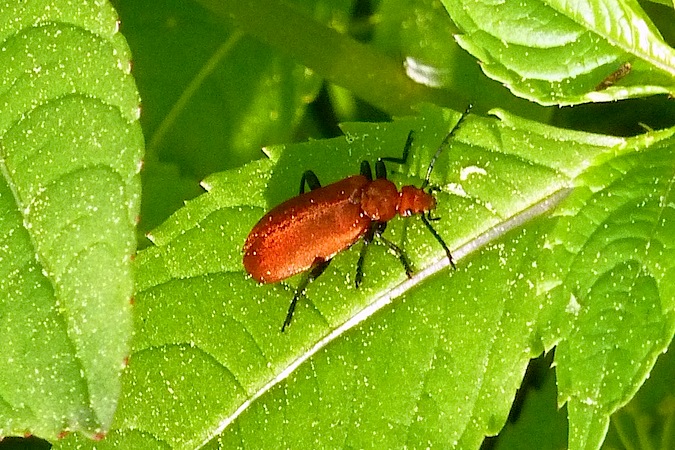 Pyrochroa serraticornis  - Jacques Thiriet