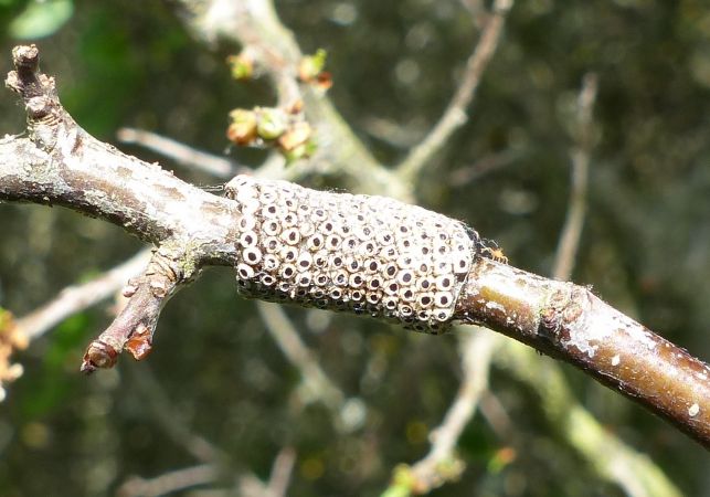 Malacosoma neustria 