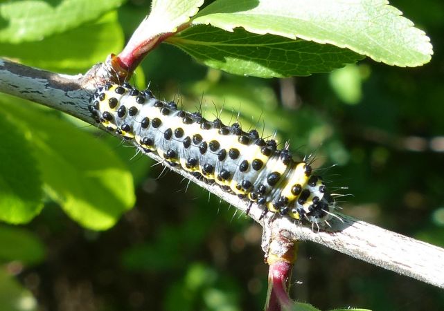 Diloba caeruleocephala 