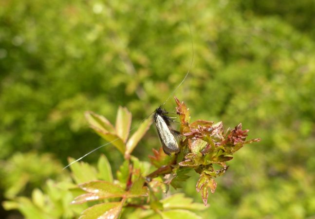 Adela reaumurella 